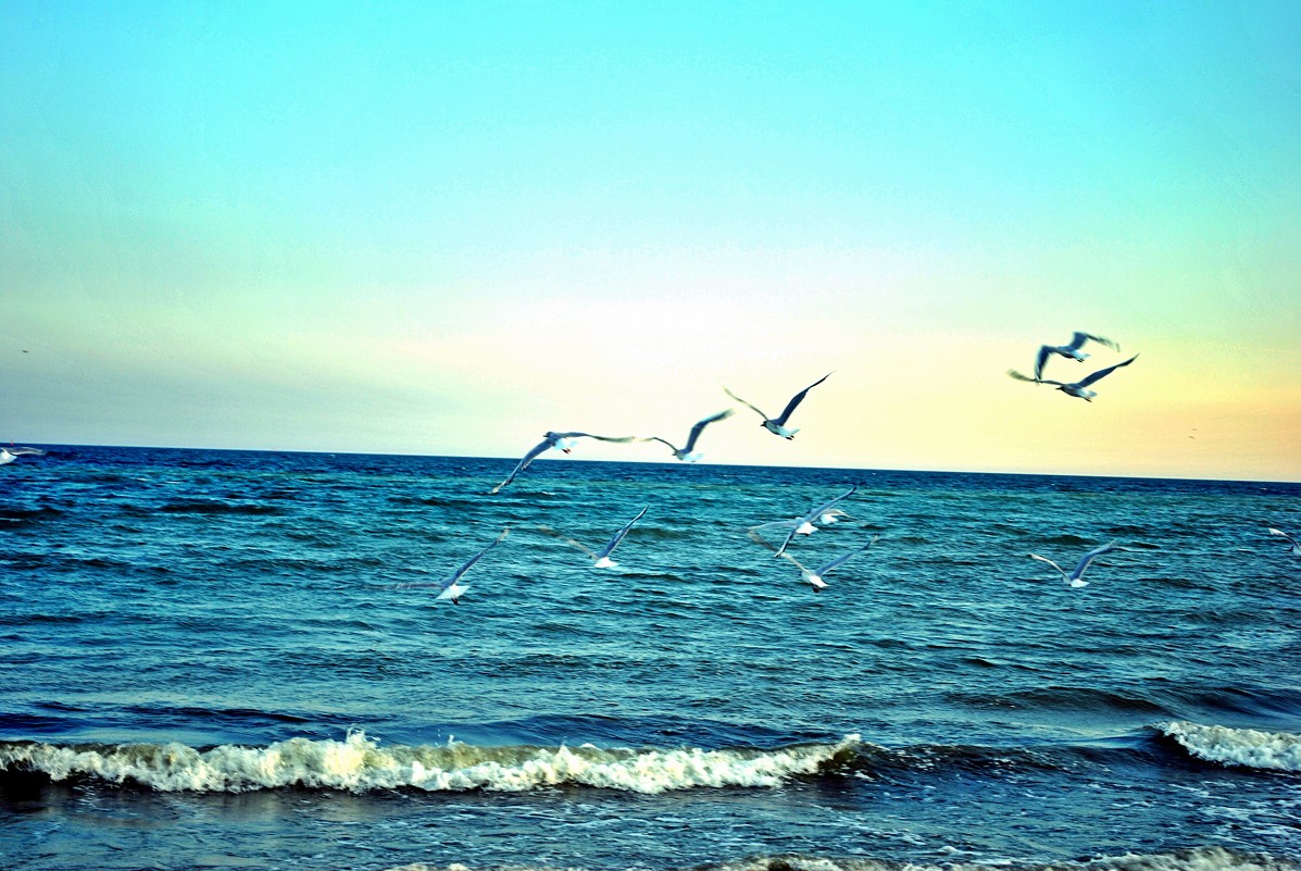 Море и чайки - Екатерина Бондарь