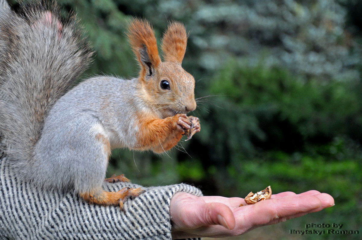 The Squirrel on human hand - Roman Ilnytskyi