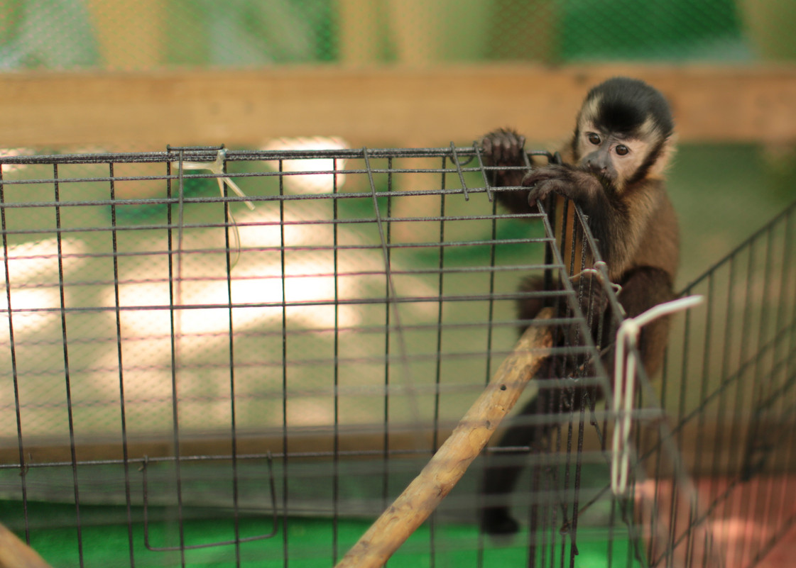 маленькая обезьянка - Булат .