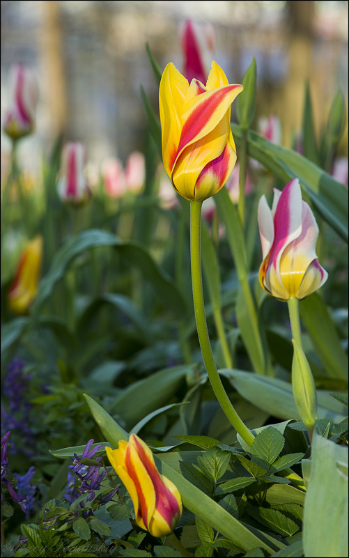 Яркие тюльпаны весны - Алексей Соминский