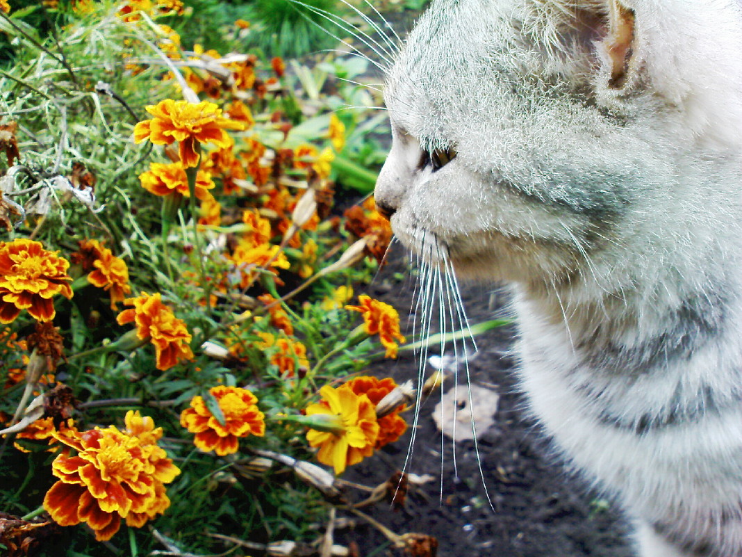 котик нюхает цветок - Юлия Савченко