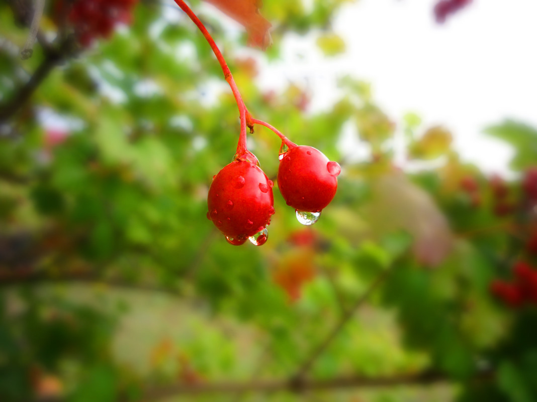 ягоды калины - Андрей 