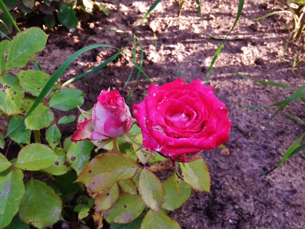 красные розы - Владимир 