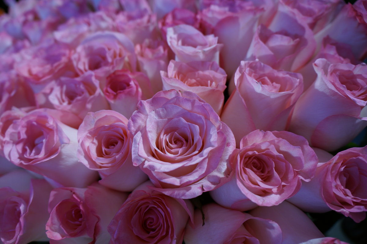 Розовые розы .... - Алёна Савина