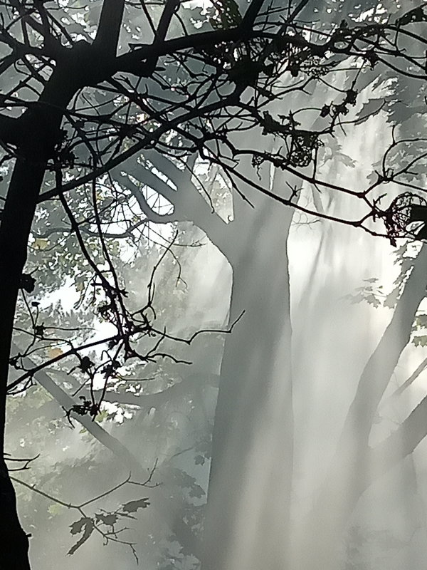 Загадочный лес .. - veilins veilins