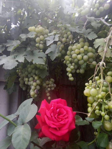 Красавица роза и виноград. - Нина Акарцева 