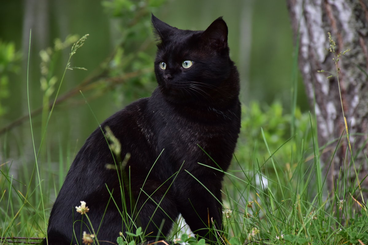 Черный кот - Cissa Andebo