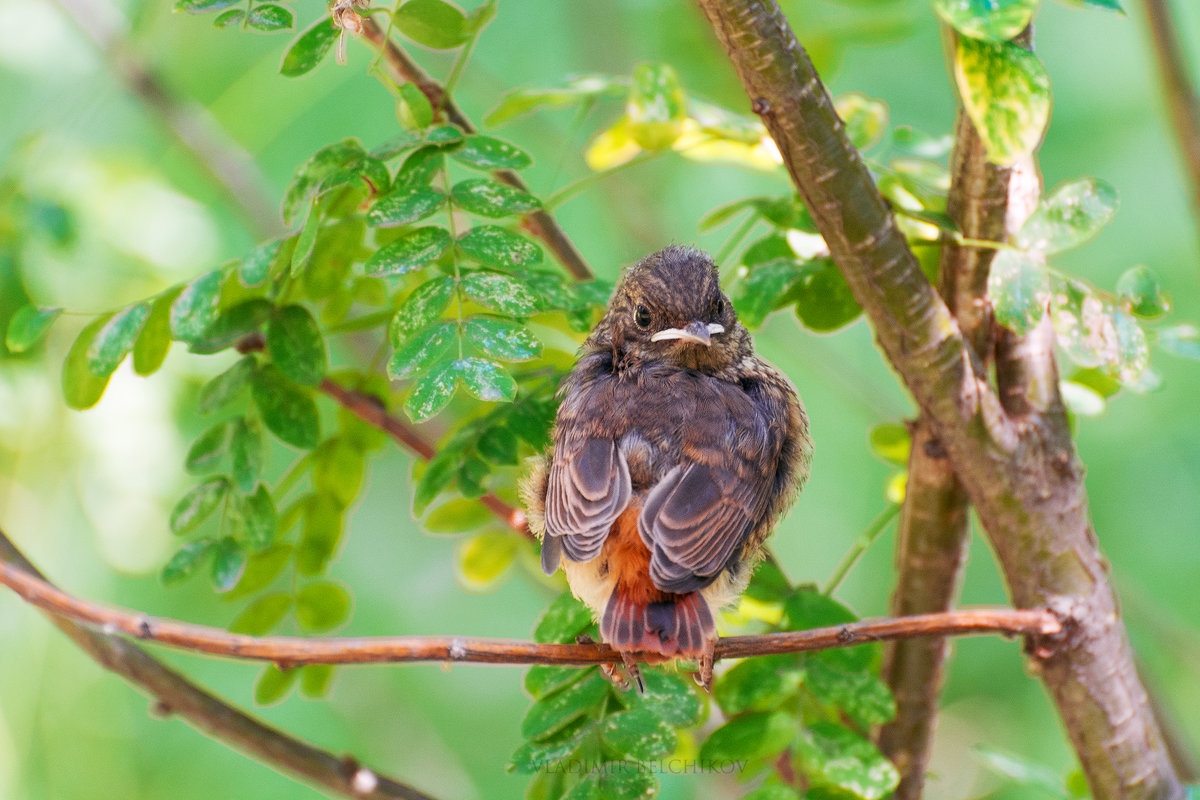 Слёток обыкновенной горихвостки (лат. Phoenicurus phoenicurus) - Vladimir Belchikov