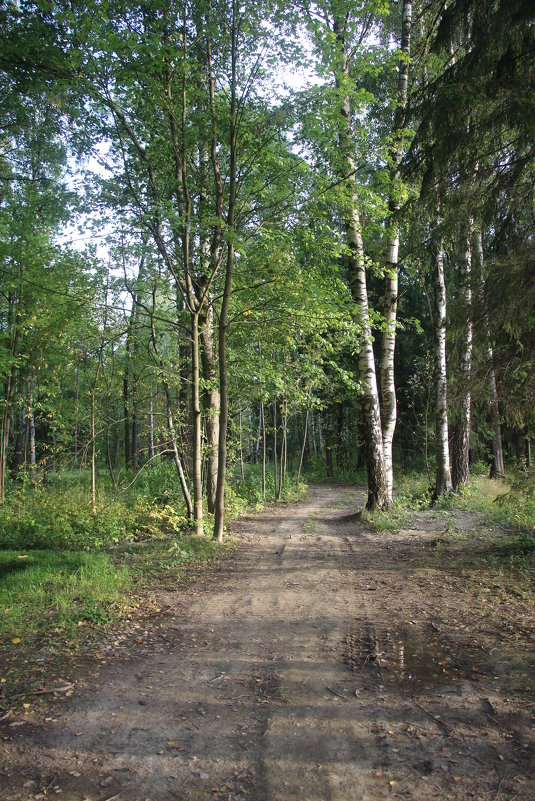 Александровский парк. Август - Наталья Герасимова