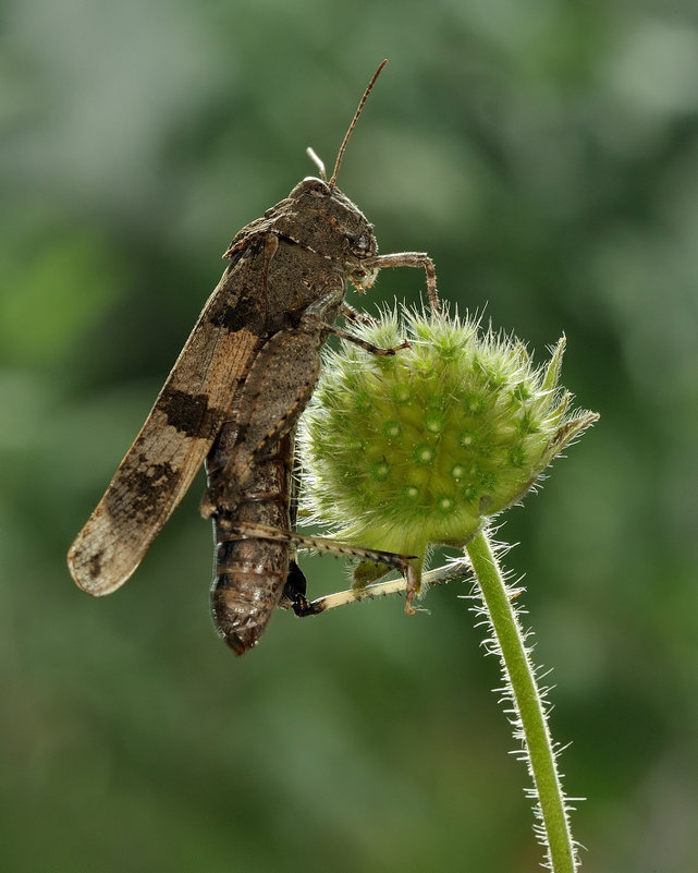 Кобылка голубокрылая (Oedipoda caerulescens) - Bo Nik