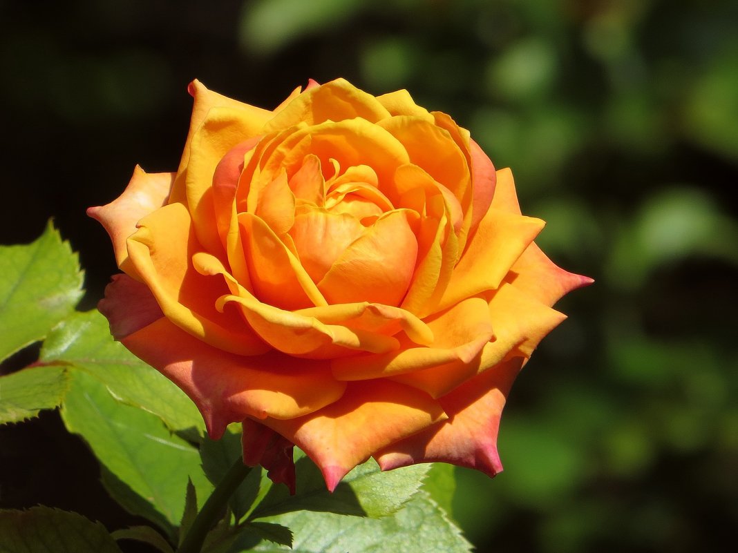 Дарящий оранжевые розы считает вас лучшим другом - Татьяна Смоляниченко