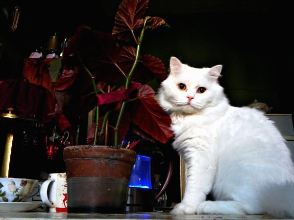 Кот, цветок и чайник. - Василий Батурин