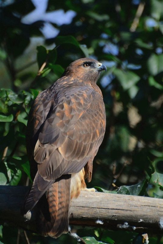 Канюк обыкновенный(Buteo buteo) - Иван 