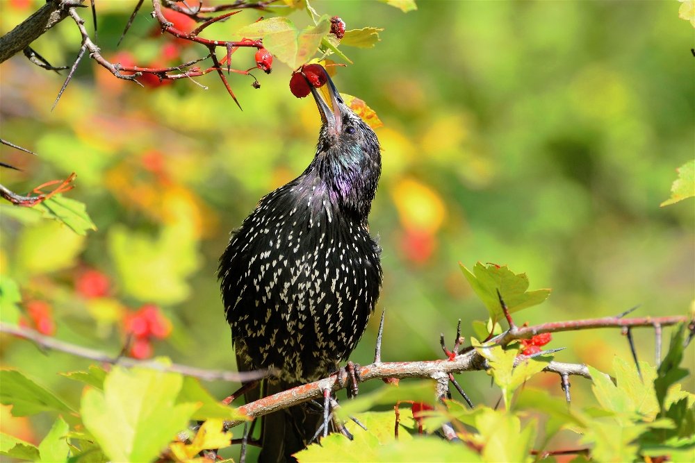 Обыкновенный скворец(Sturnus vulgaris) - Иван 