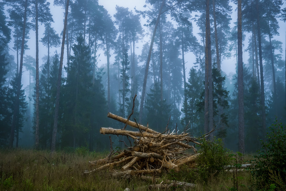 *** - Алексей Строганов