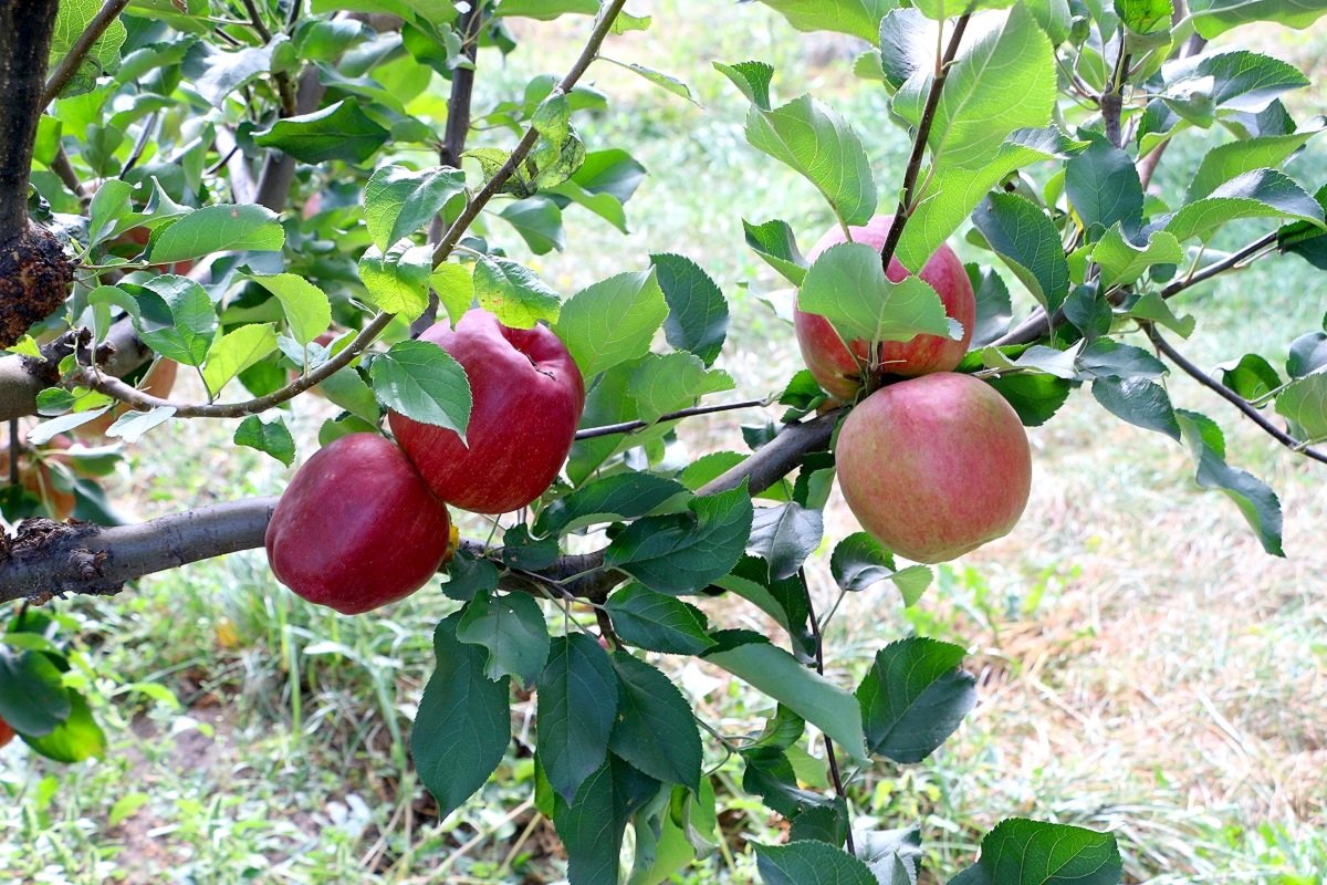 Яблоки коллекционного сада сельскохозяйственной академии - Надежд@ Шавенкова
