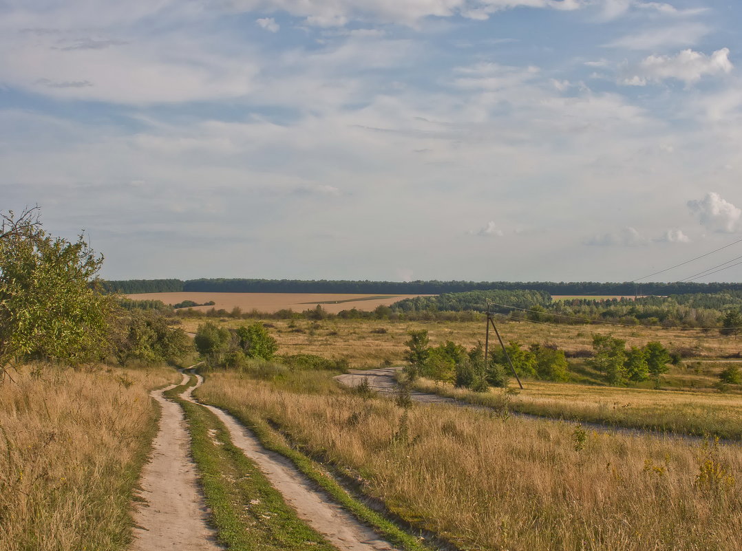 Дорога в полях - Ольга Винницкая (Olenka)