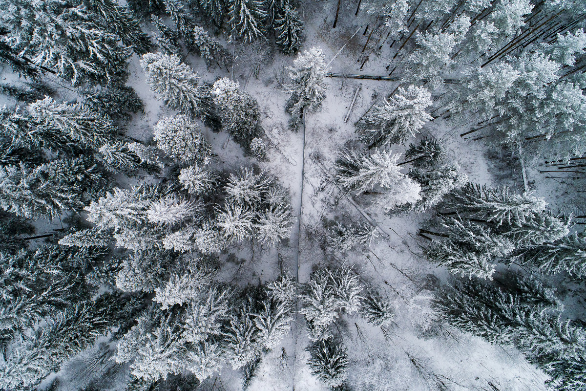 Зимний лес - Евгений Логинов