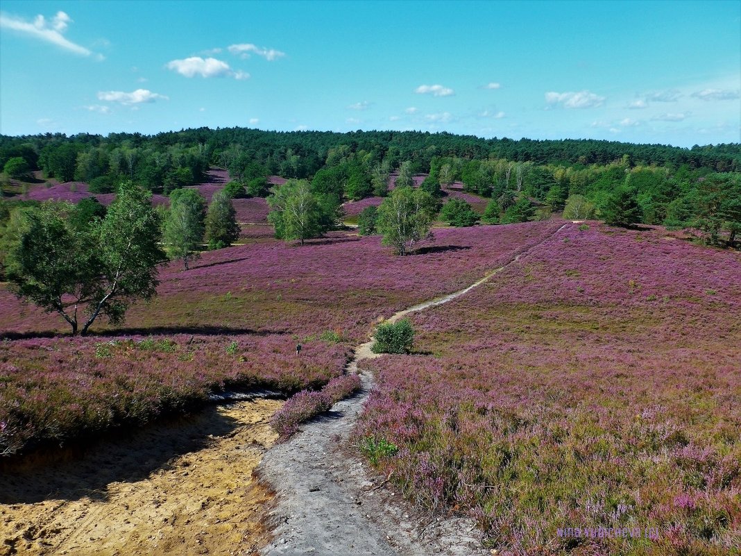 Fischbeker Heide Hamburg - Nina Yudicheva