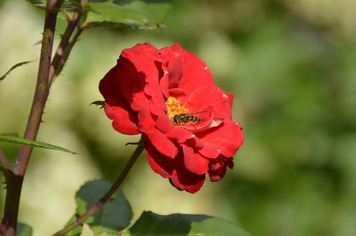 Пчелка и роза - Нина Синица
