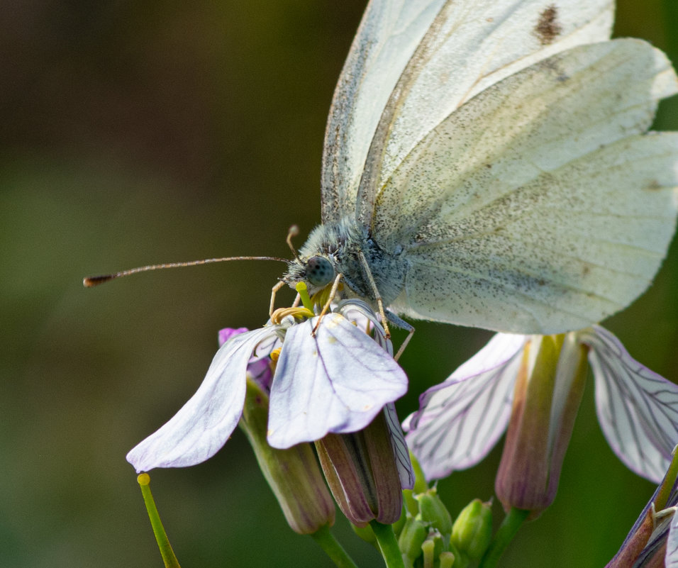 Бабочка на цветке - Марина Ломина