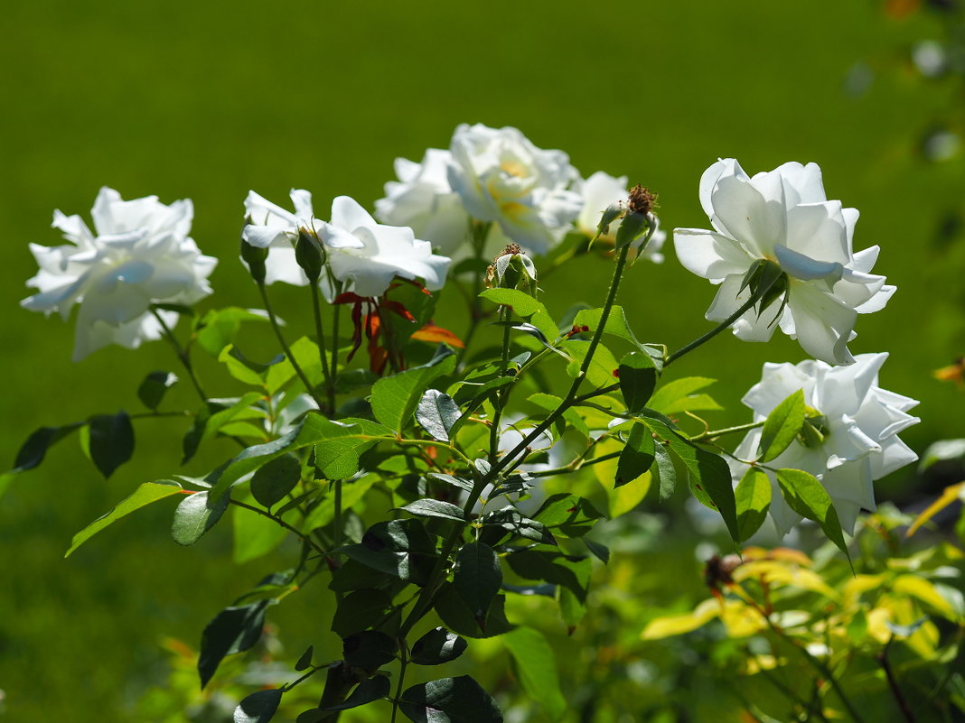 Белые розы - wea *