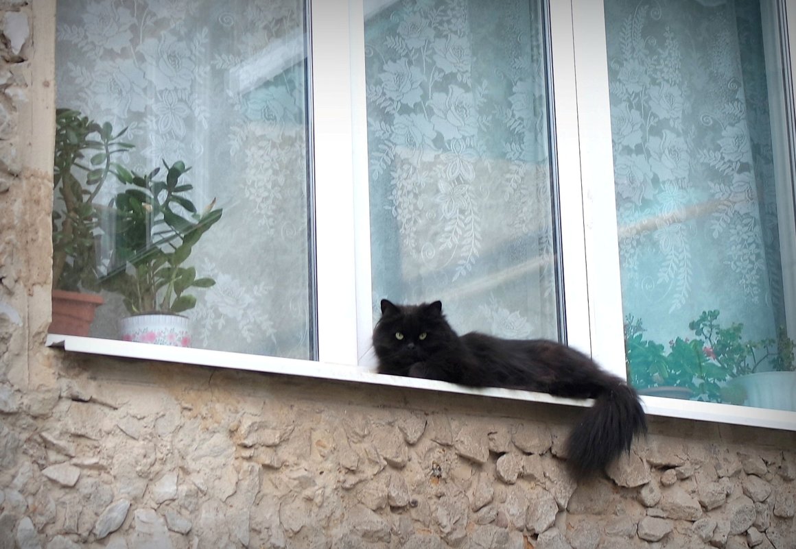 Жил да был черный кот... - Вера Литвинова
