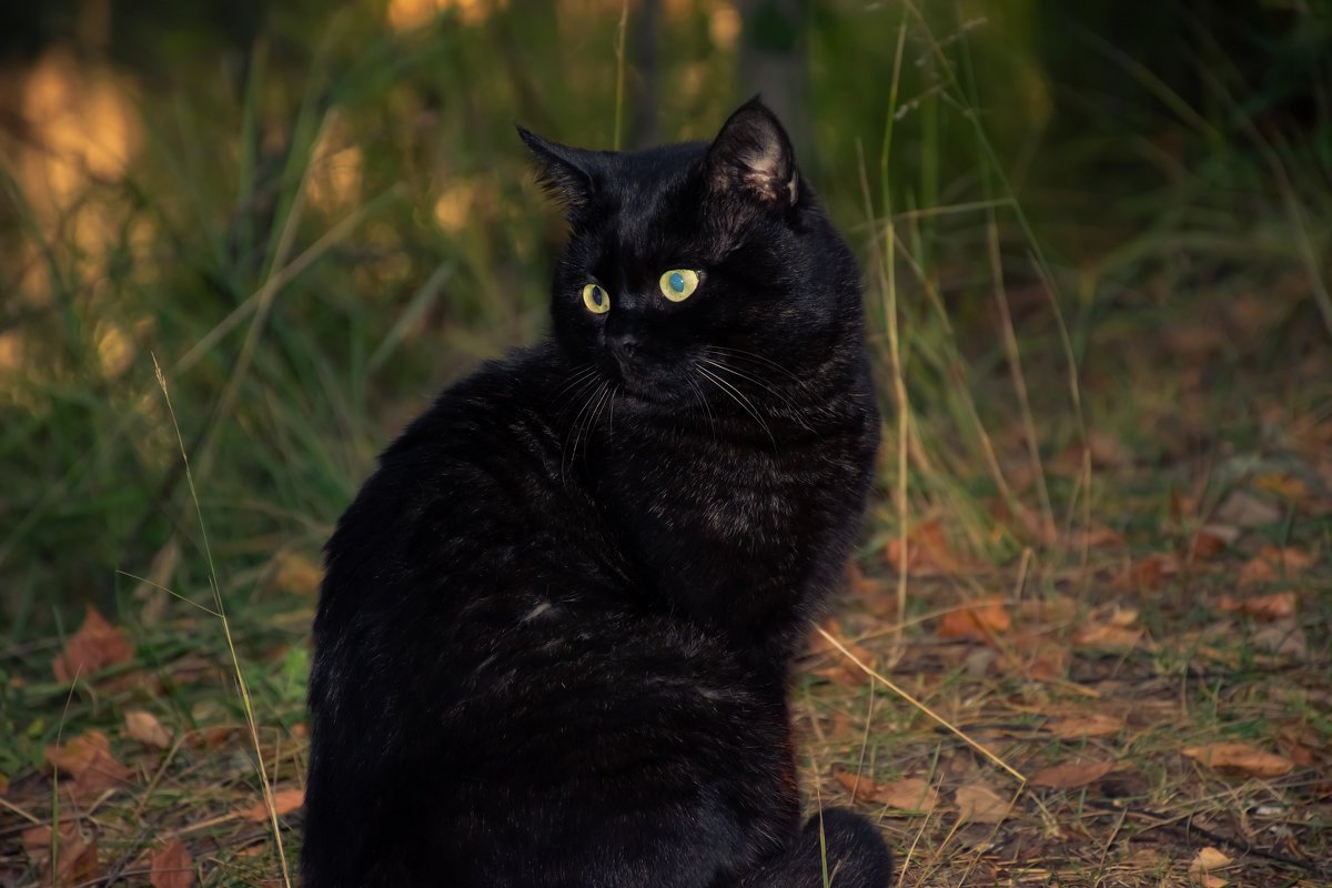 Черный кот в лесу - Cissa Andebo