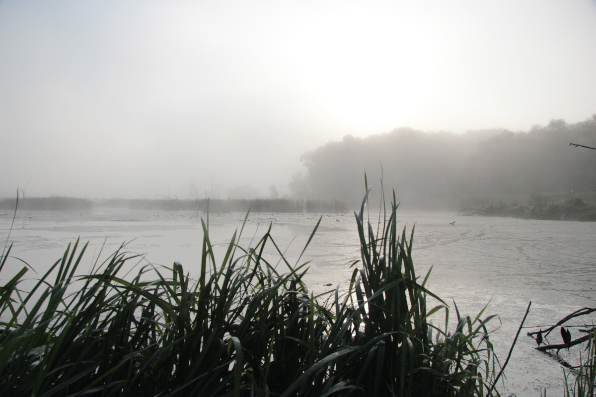Утренний туман на озере. - Маргарита ( Марта ) Дрожжина