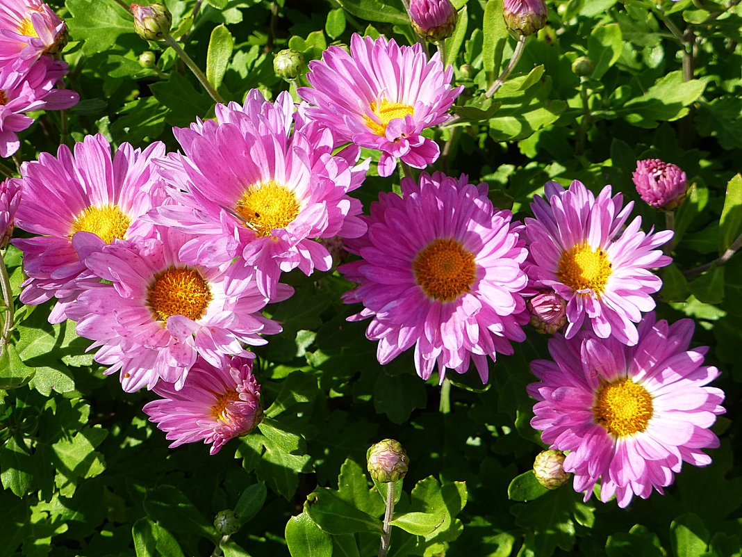 Розовые хризантемы - Лидия Бусурина