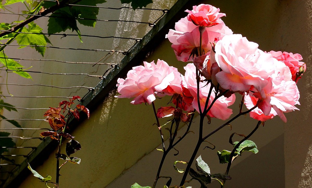 Розы и решетка - Зинаида Каширина
