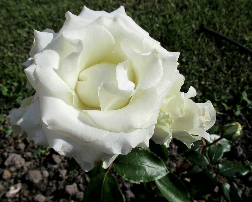 Белая роза во все времена - символ невинности и Божества - Елена Павлова (Смолова)