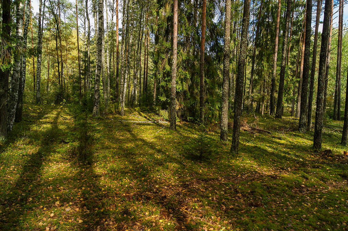 Белорусские  леса - Игорь Сикорский