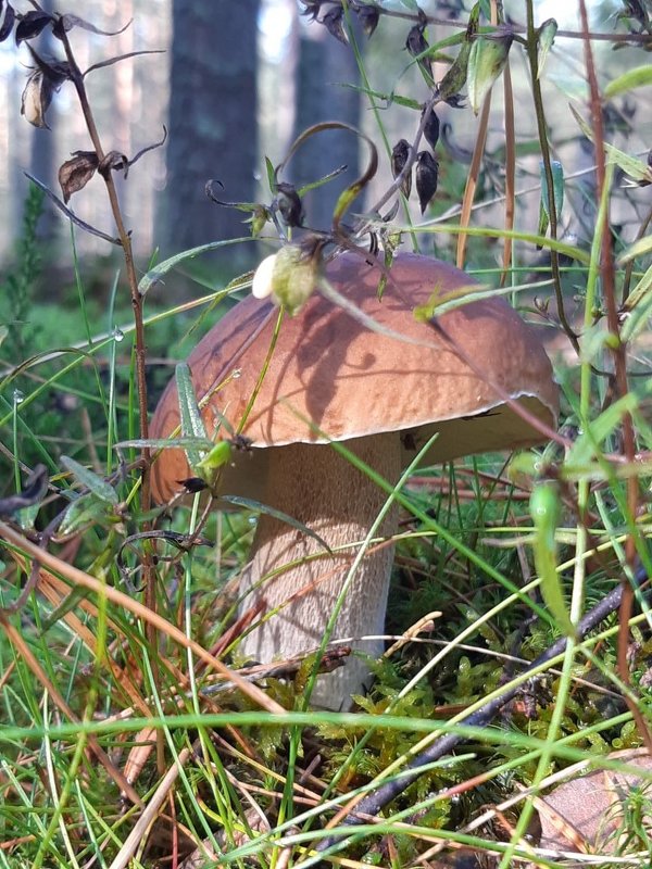 Белый гриб (Boletus edulis), Боровик - lenrouz 