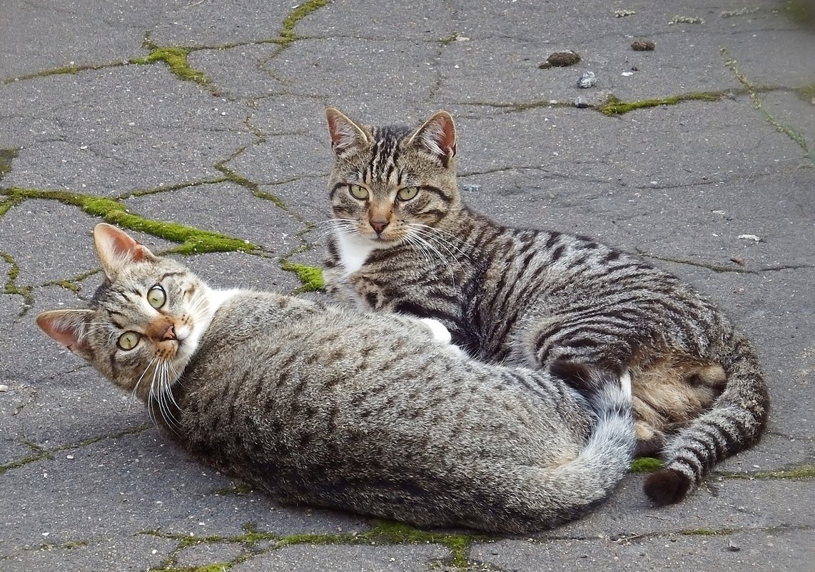 "Двое из ларца...":) - Ольга И