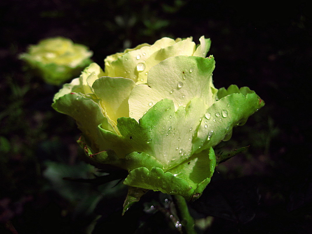 Зеленая роза Лимбо в капельках дождя - Лидия Бараблина