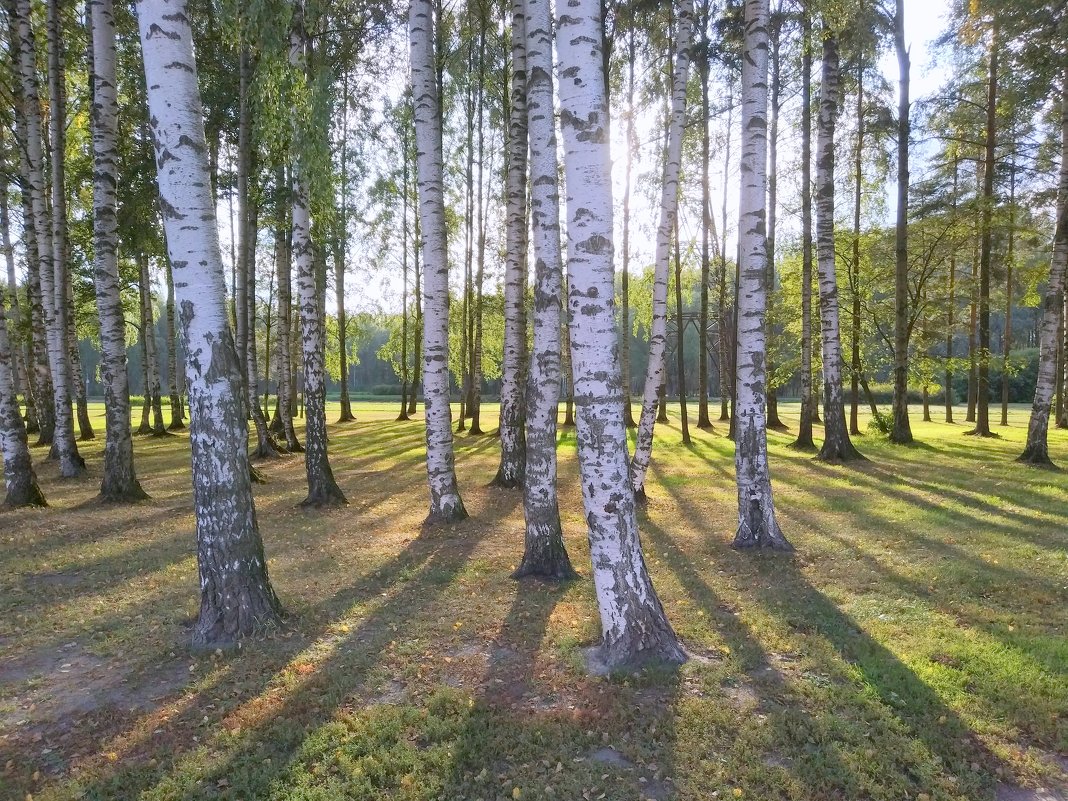 В лучах заходящего солнца. - ast62 