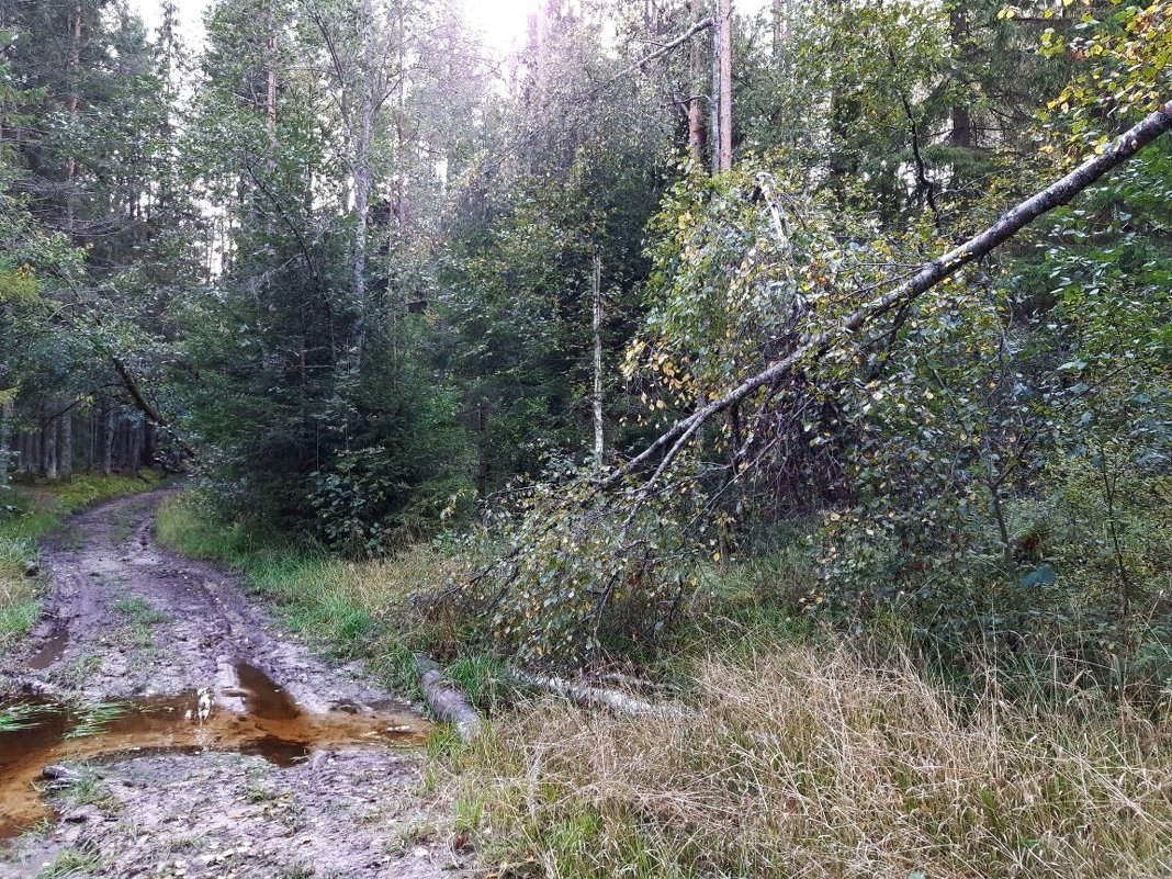 Лесные дороги - lenrouz 
