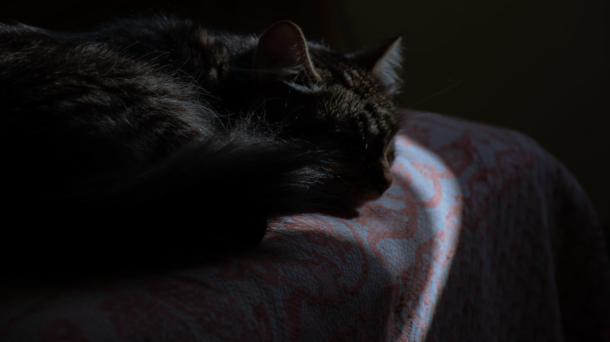 Кошка спит на кровати - Cissa Andebo