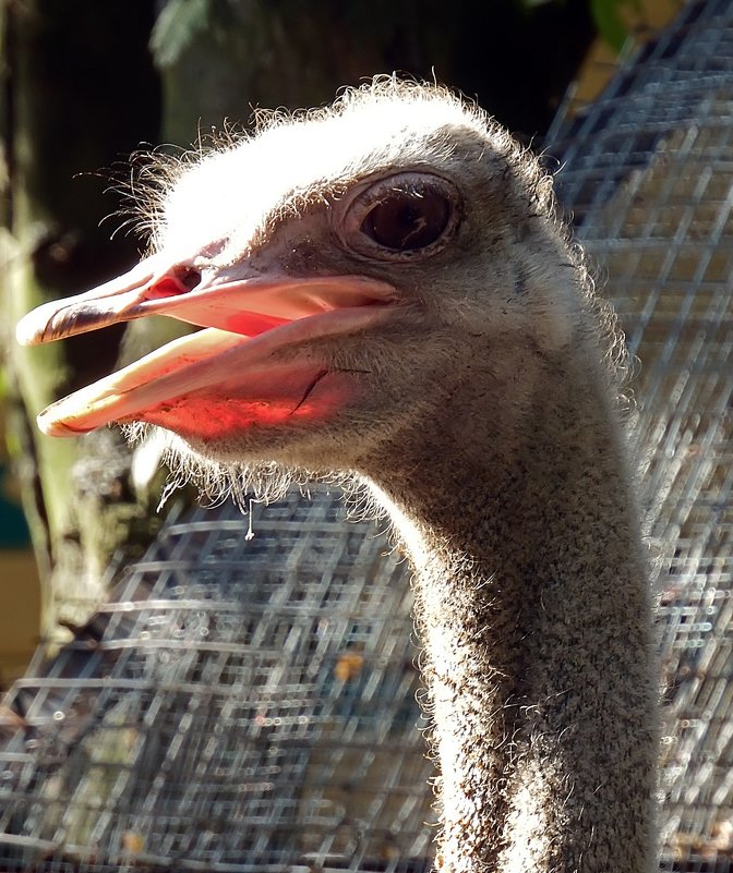 А вы знаете, что у страуса мозг меньше размера глаза? - Ольга И