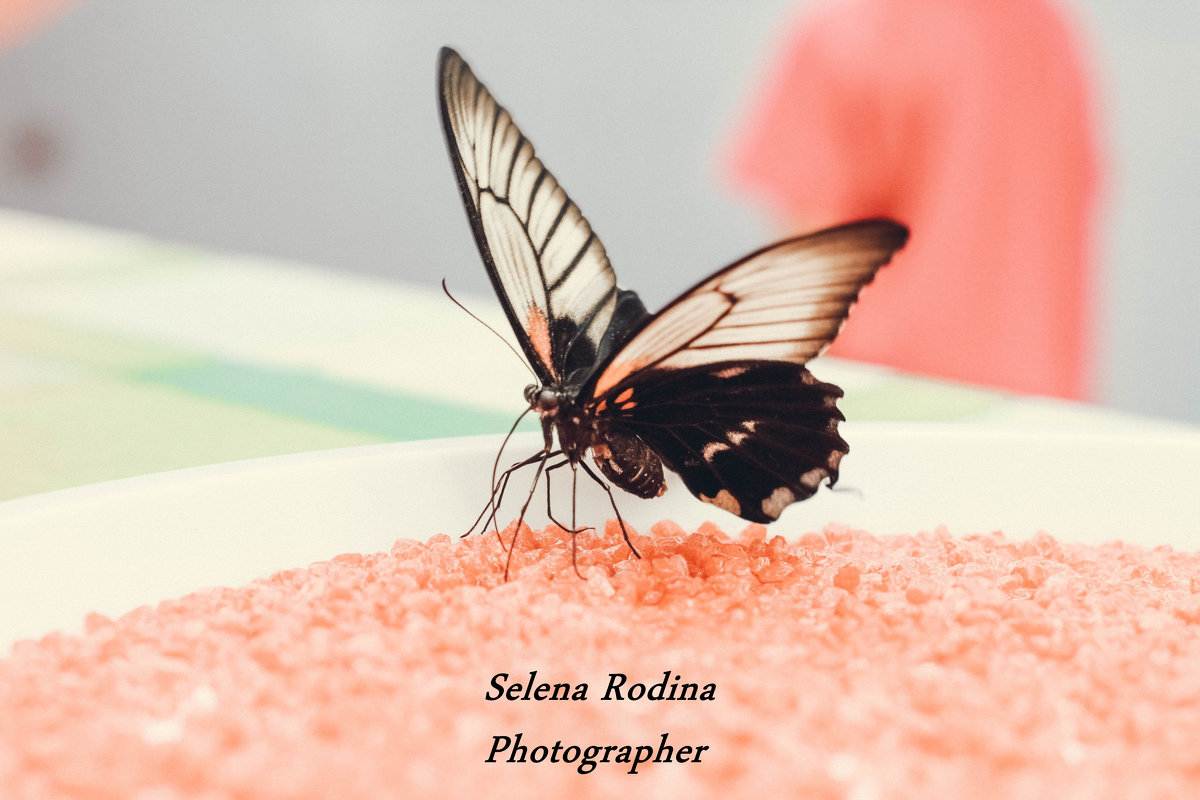 бабочка - Селена Родина