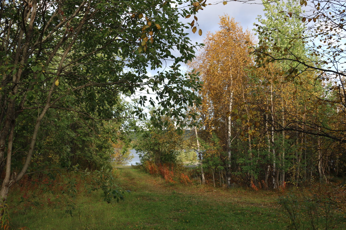 Осенний лес - Ольга 