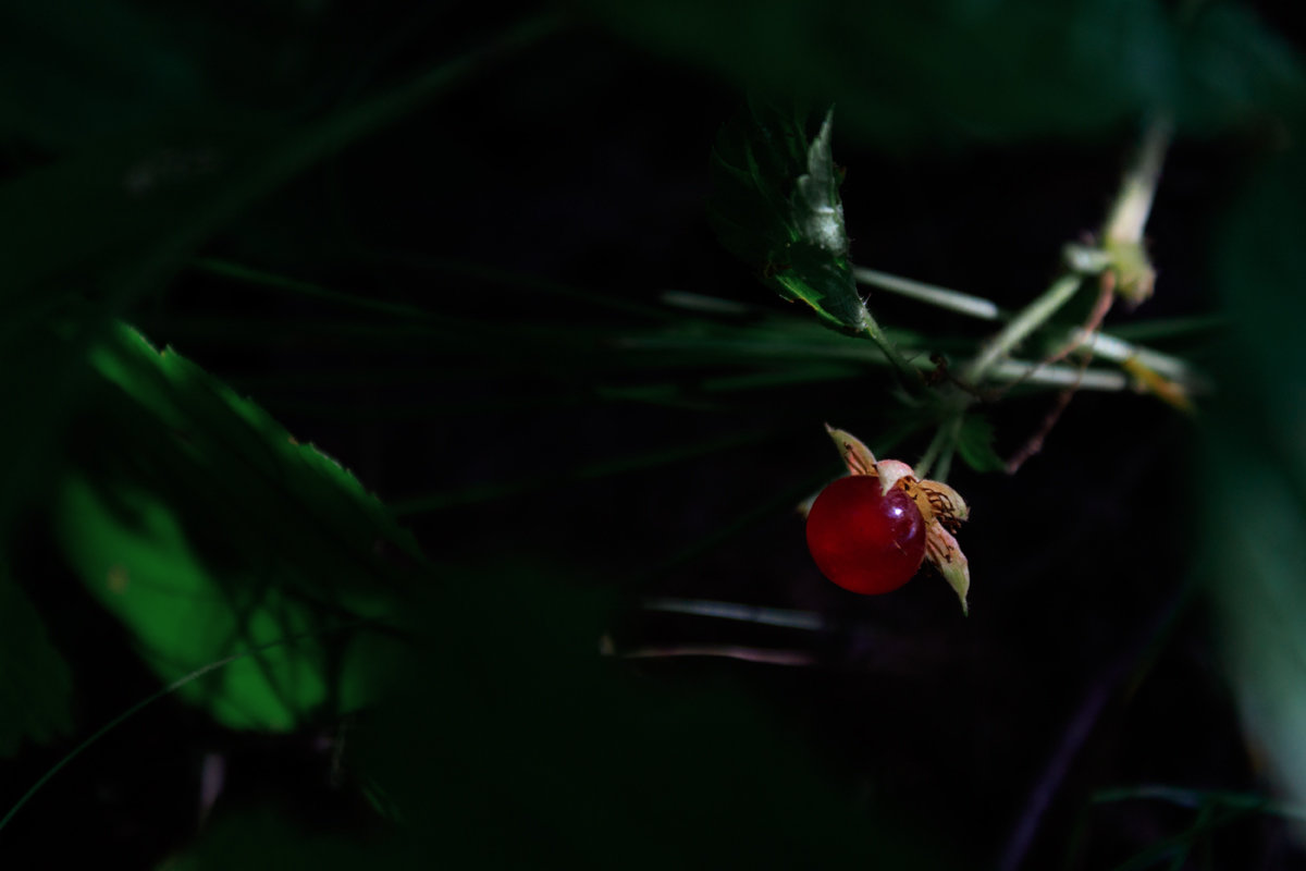 Красная ягода - Алексей Петропавловский