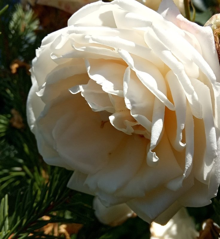 Белая роза - Ольга 