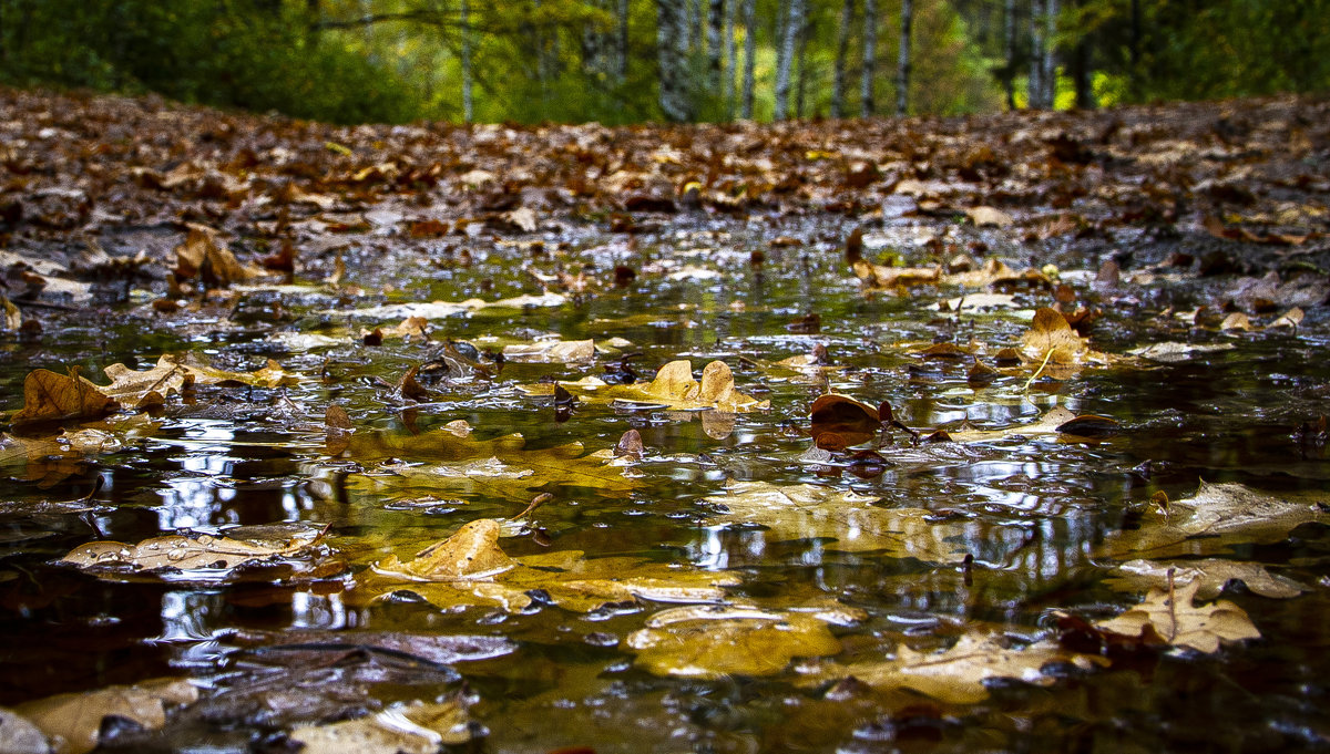 осень - Игорь 