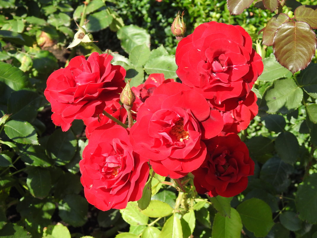 Красные розы Дании - Natalia Harries