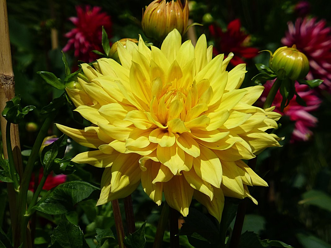 Солнечный цветок - Лидия Бусурина