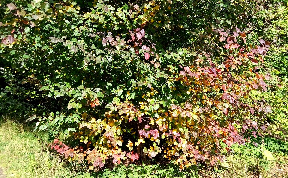 Черноплодная рябина -  настоящее украшение осеннего сада - Елена Павлова (Смолова)