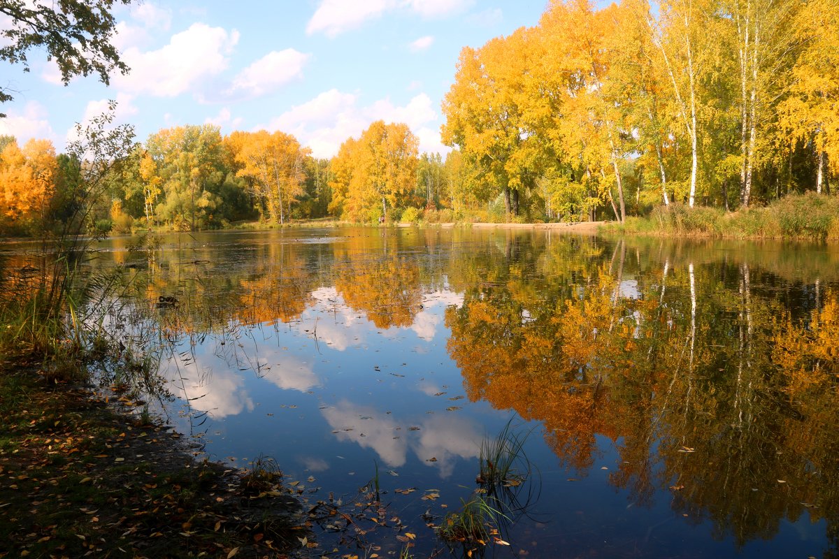 Золотое озеро - владимир тимошенко 