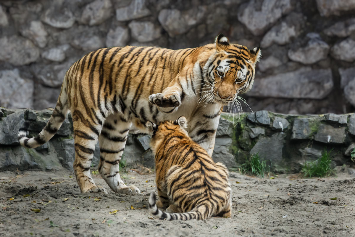 Тигры - Nn semonov_nn